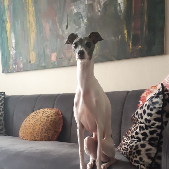 pinkpyrexgirl